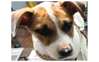 Tooty Cadelinha de porte médio, de pelagem branca com manchinhas em caramelo, muito parecida com Jack Russell de pelo curto e muito dócil