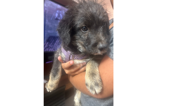 Cachorrinho sem raça definida, de 2 meses de idade, pelagem média, cinza com nuances dourados, muito dócil e quieto