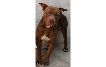 Touro cachorro, raça pitbull, pelagem curta, toda marrom escura com mancha branca no peitoral. Olhos cor de mel. Muito lindo.