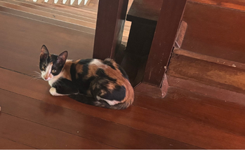 Gatinha tricolor, 2 anos de idade, dócil e muito lindinha