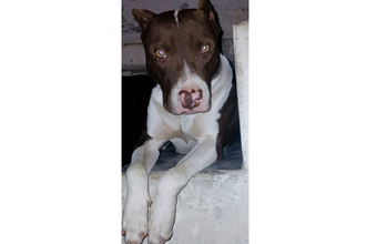 Cachorro da raça Pitbull, 2 anos de idade, chocolate com manchas brancas, bravo e muito lindo