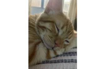 Gatinho amarelo rajado, 10 meses de idade, dócil, carinhoso e muito fofinho