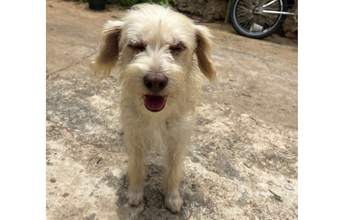 Cachorrinho SRD, peludinho e branquinho, adulto, muito dócil e fofinho