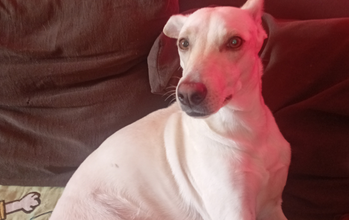 Cachorrinha SRD, porte médio, raça tipo Whippet, 1 ano e 4 meses de idade, branco de pelo curto, dócil e lindinha