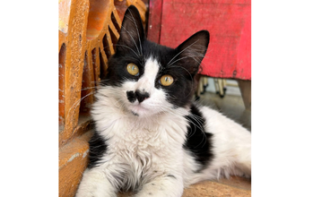 Gatinho SRD, com 5 meses de idade, branco com manchas pretas, peludinho, uma linda manchinha preta no focinho, olhos na cor de mel, tranquilo, muito dócil e lindissimo.