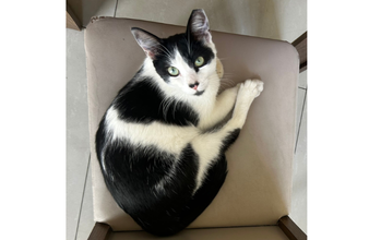 Gatinho SRD, branco com manchas pretas, 4 meses de idade, olhos verdes, dócil e lindinho