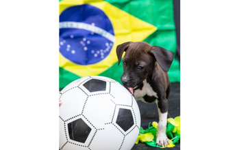 Vini Jr cachorrinho, filhote, pelagem curta, marrom escuro com manchas brancas no peitoral. Muito lindinho