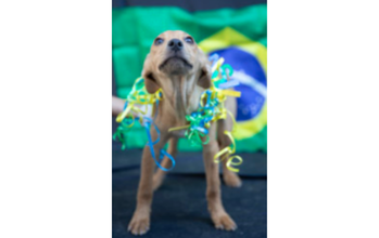 cachorrinha, filhote, pelagem caramelo e muito lindinha