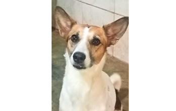 Cachorrinha SRD, 5 anos de idade, branquinha com manchinhas em caramelo, hiperativa, porte médio e lindinha