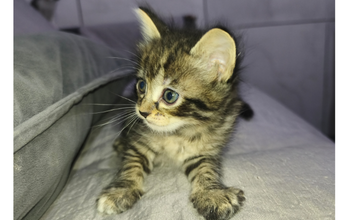 Filhote (sem nome) gatinho, filhote, pelagem toda tigrada, olhos verdes. Muito lindinho.