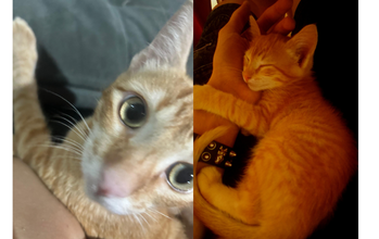 Vulpi gatinho, filhote, pelagem laranjinha. Muito lindo.
