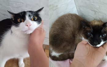 Dois gatinhos, creme com manchinhas cinzas, adultos, SRD,Calmos , carentes, brincalhões e exploradores de ambientes 