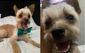 Cachorrinho SRD, de porte pequeno, muito parecido com Yorkshire, caramelo com manchas pretas, 3 anos de idade e muito agitado