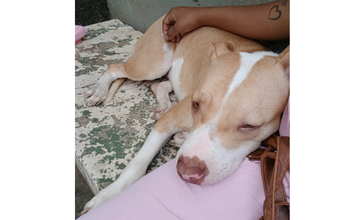 Cachorrinha da raça Pitbull, castrada, 2 anos de idade, bege com branco, muito dócil e lindinha