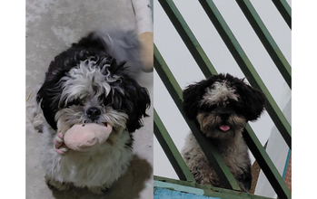 cachorrinho, shih tzu, pelagem preta e branca. Muito fofinho.