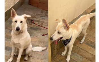 Zaruk cão, pastor suíço, grande porte, filhote, pelagem média, toda branca. Muito lindo.