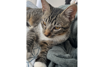 Zeca Gatinho de 5 meses de idade, cinza rajado, muito dócil e lindinho