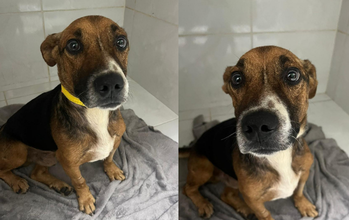 Zeca Cachorrinho SRD, caramelo, porte médio, muito dócil e tem medo de trovões, chuva e fogos de artifício.