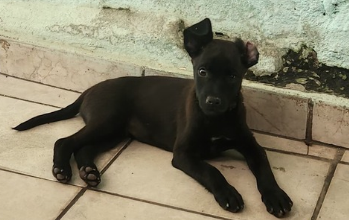 cachorrinho, filhote, pelagem curta, todo preto. Muito fofinho.