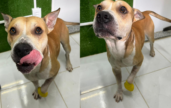 Zeus Cachorrinho SRD, caramelo, com 4 anos e 2 meses de idade, de temperamento dócil, tranquilo e extremamente carinhoso e muito fofo