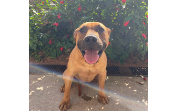 Cachorrinho de porte médio, de 10 meses de idade, tipo Boxer, foi resgatado pelo CCZ, pelagem caramelo e curta, muito dócil e fofo