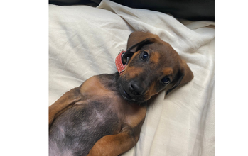 Zeus Cachorrinho SRD, mesclado com Doberman, 2 meses de idade, caramelo com manchas em preto, dócil e brincalhão