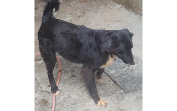 Zeus Cachorrinho de porte médio, Labrador com Border, 10 anos de idade,ócil,veloz ,brincalhão e às vezes bravo