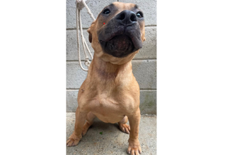 Cachorrinho de porte médio, de 10 meses de idade, tipo Boxer, foi resgatado pelo CCZ, pelagem caramelo e curta, muito dócil e fofo