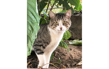 Zeus gatinho, pelagem tigrada com mancha branca nas patinhas dianteiras, peitoral, pescoço e focinho. Muito lindo.
