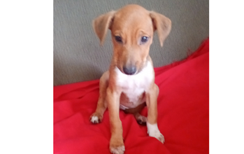 Zezinho Cachorrinho SRD, caramelo, pelo curto, com peito branquinho, orelhas caídas, de 2 meses de idade, muito lindinho e louco para ser adotado