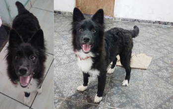 Zifih Cachorrinha com mistura de Husky Siberiano com Border Collie, 4 a 5 meses de idade, peludinha na cor preta com branco, brincalhona, companheira, tranquila, um pouco tímida e lindíssima