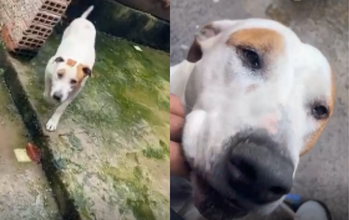 Zion Cachorro Pitbull, branco com manchinhas em caramelo, porte grande, manso e tem 7 anos de idade