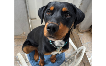 Zion Cachorro de 13 meses de idade, preto de pelo curto, carinha de Rotweiller, super alegre, nada agressivo e lindo