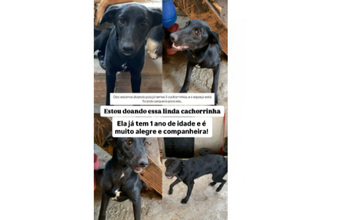 Zoe Cachorrinha sem raça definida, de pelagem curta e preta, de 1 ano a 2 anos de idade e muito dócil