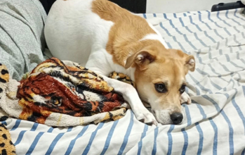 Zoe Cachorrinha SRD, branca com manchas em caramelo, 4 anos de idade, muito fofinha e lindinha