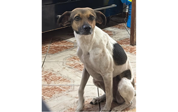 cachorrinha, porte médio, pelagem curta, marrom na cabeça, branca no corpo com manchas pretas no dorso e no flanco. Muito linda.