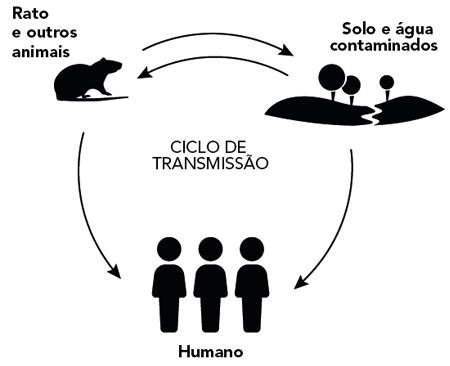 Ciclo de transmissão da leptospirose