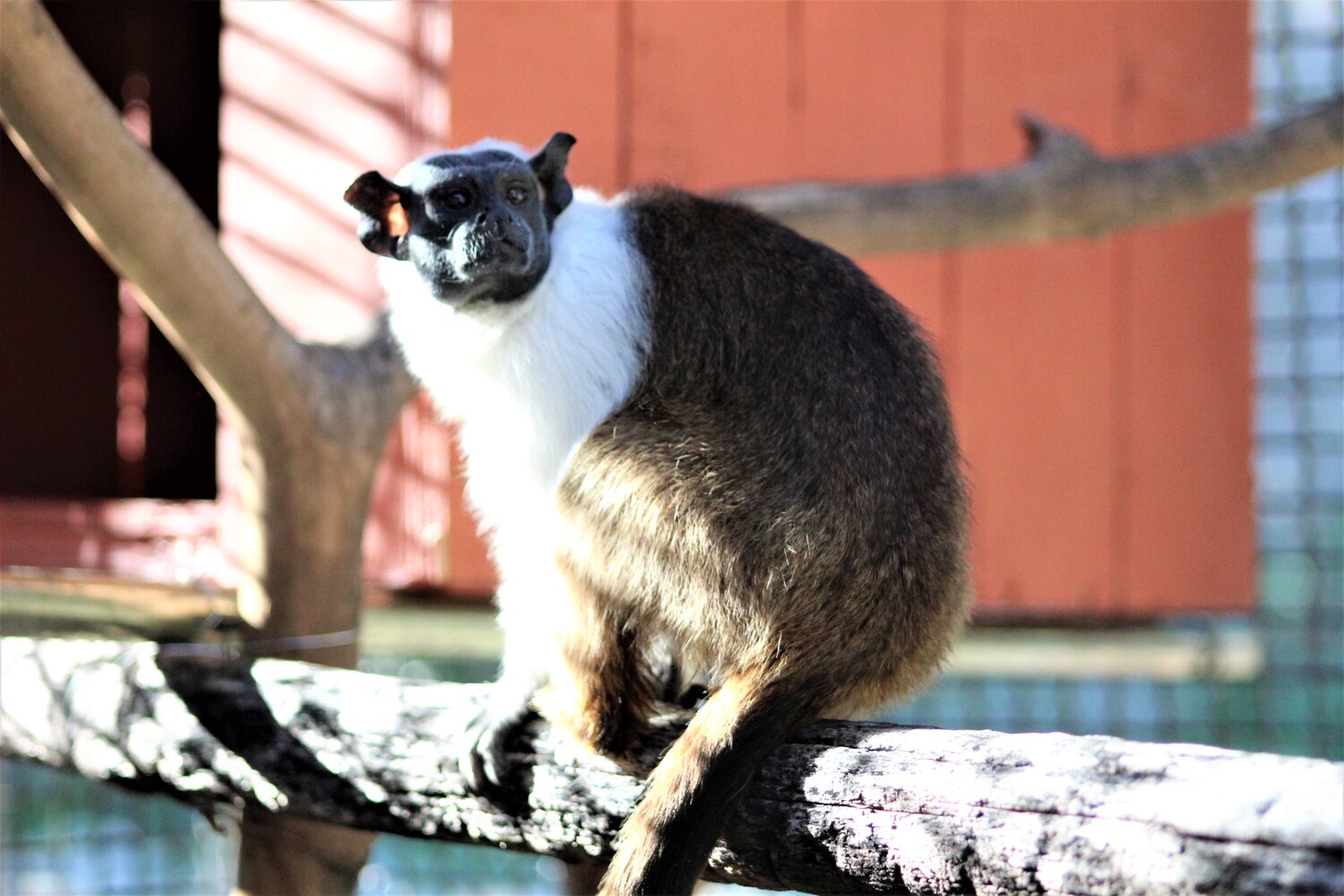 Zoológico de BH promove evento especial para celebrar o Dia do Sauim-de-coleira A imagem mostra um pequeno macaco (sauim-de-coleira) em uma perspectiva diferente, posicionado na abertura de uma estrutura de madeira. O animal está de frente, apoiando as patas dianteiras na borda da abertura e olhando para o lado esquerdo da foto. O primata está dentro de uma caixa ou abrigo de madeira pintada em tom alaranjado. À direita, a parede externa exibe sombras lineares projetadas (provavelmente de uma grade ou tela de proteção), indicando que ele está em um recinto.