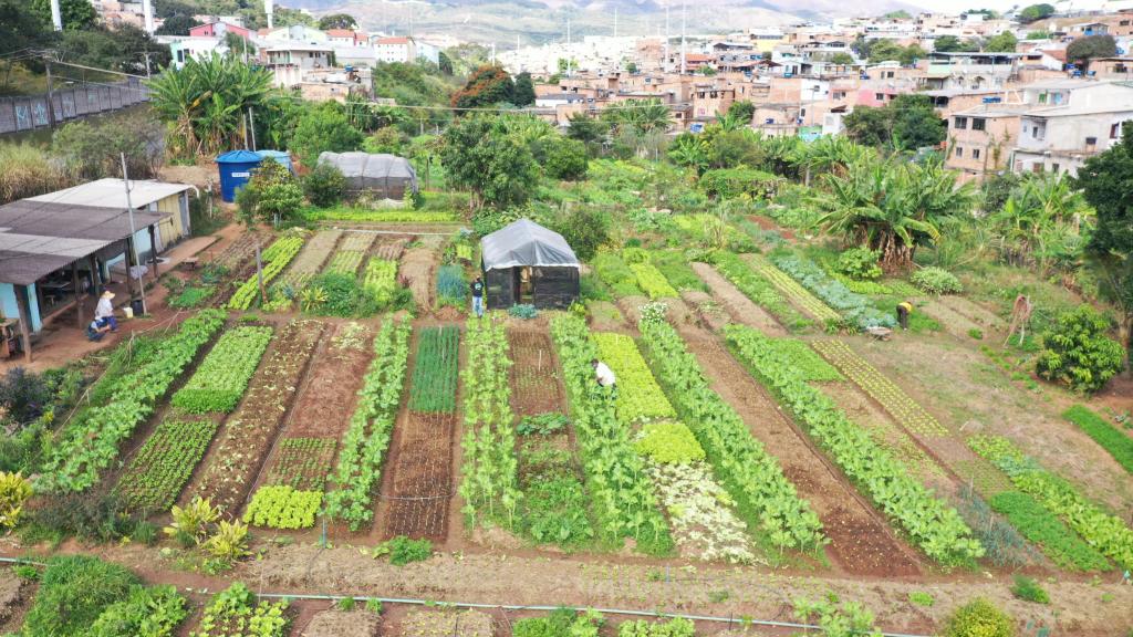 Imagem aérea de uma horta comunitária com canteiros de vegetais, como couves e alfaces. Ao fundo, casas.