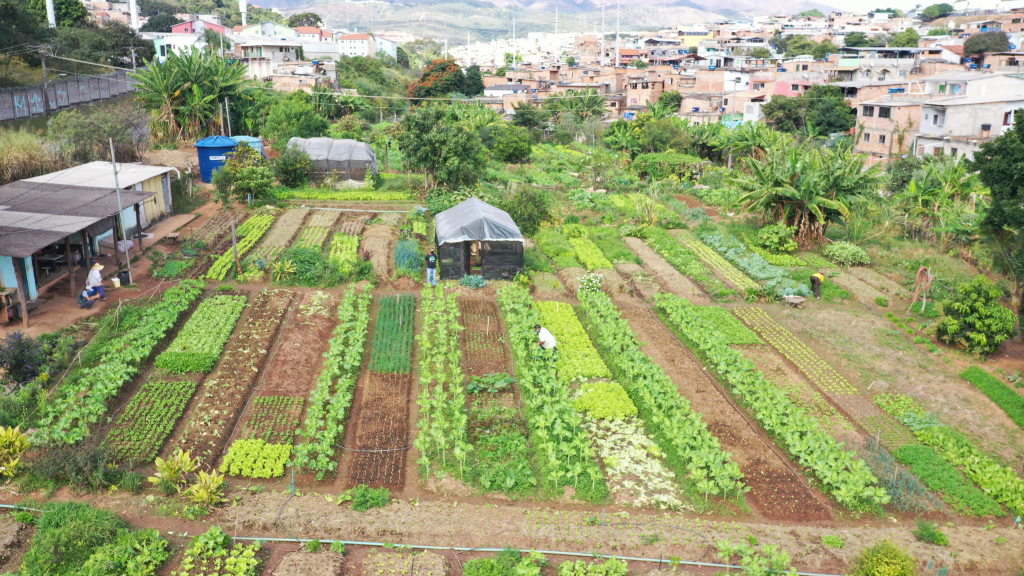 Horta urbana: produção de alimentos do quintal está perto de 1