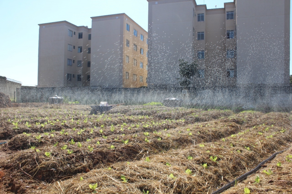 A agricultura urbana em São Paulo e Belo Horizonte: Uma proposta