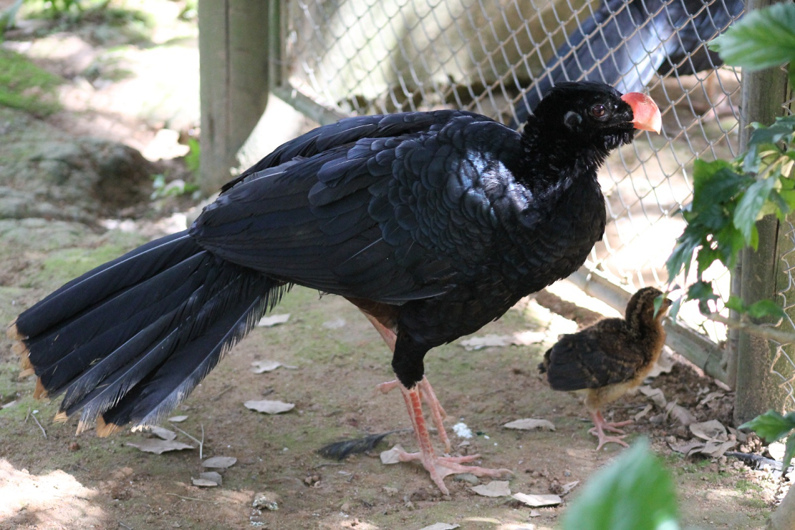 Zoo de BH reproduz espécie extinta na natureza e avança para reintrodução da espécie