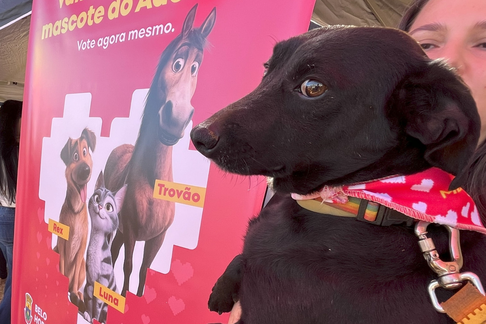 Feira do AdotaBH neste sábado (24) terá 40 cães e gatos em busca de novos lares