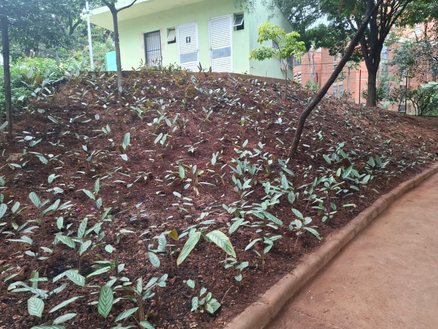 Parque da Regional Oeste ganha novos canteiros e ampla área gramada Parque da Regional Oeste ganha novos canteiros e ampla área gramada
