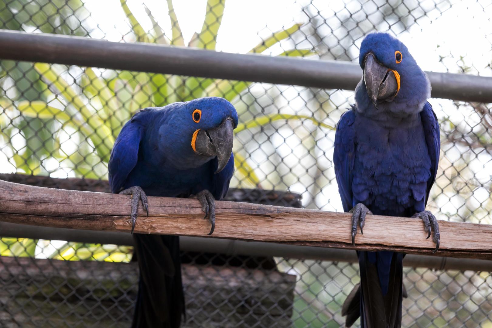 Zoológico de BH homenageia casais de animais com alimentação especial no Dia dos Namorados 