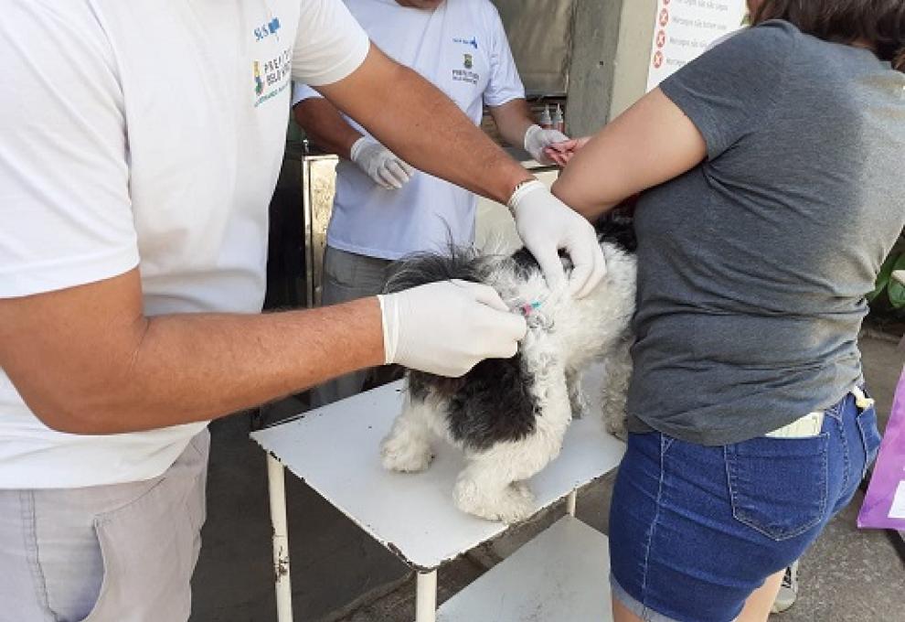 Cães e gatos serão vacinados contra a raiva neste sábado (22) em mais de 280 pontos de BH Imagem mostra um cão branco com manchas pretas sendo vacinado por um homem e segurado por uma mulher. Há outro homem de luvas no fundo da foto.