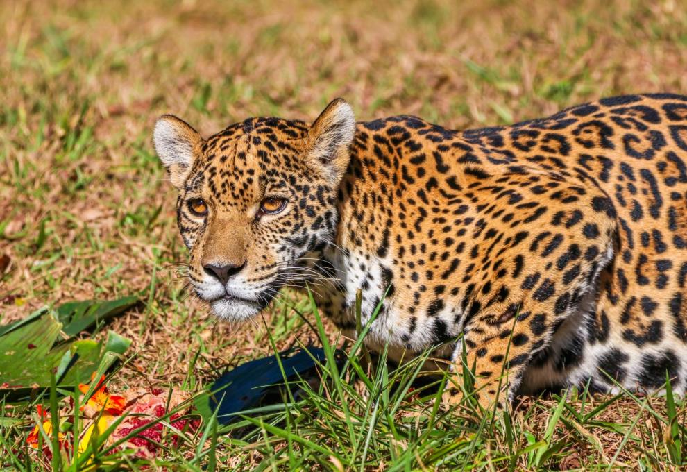 Visitantes do Zoo de BH já podem rever a onça Maya neste final de semana Visitantes do Zoo de BH já podem rever a onça Maya neste final de semana