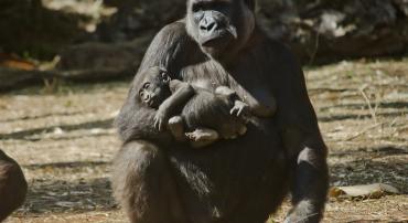 Gorila recém-nascido no colo da mãe, Imbi