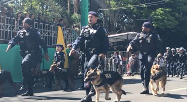 Guardas municipais com cães no desfile de 7 de setembro