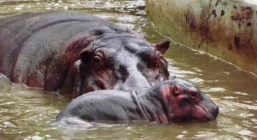 Hipopótamos mãe e filho brincam na água durante o dia.